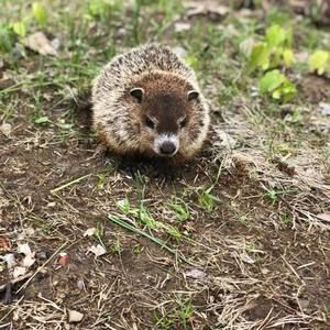 Meet your Posher, Phạm